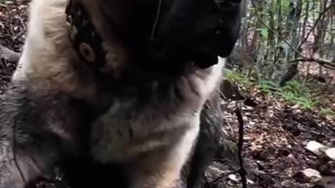 transforming canines