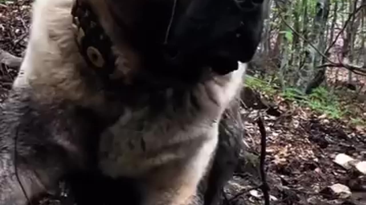 transforming canines