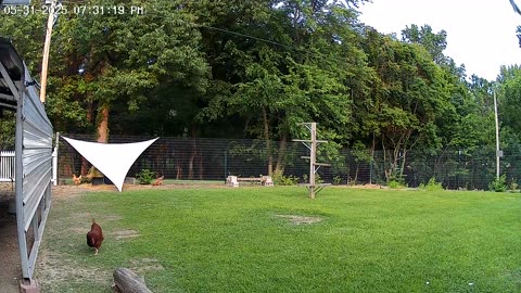 Chicken Yard
