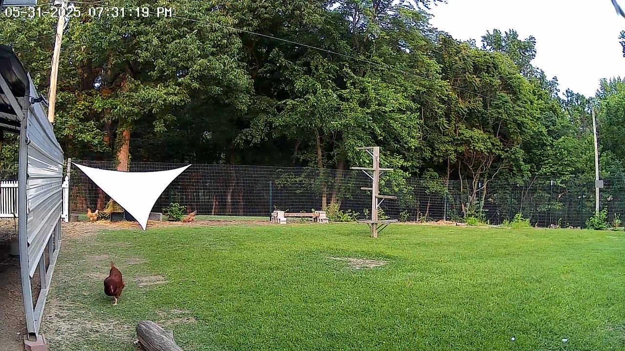 Chicken Yard