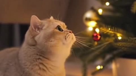 🐱🎄 My Cat Has Been Staring at the Christmas Tree All Day… I Can’t Stop Laughing 😂✨