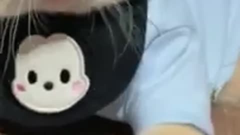 Cute cats