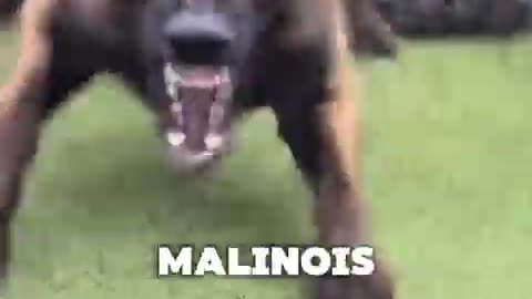 Why you should never get a Belgian Malinois as your first dog!#belgianmalinois#belgianm #dog#usa