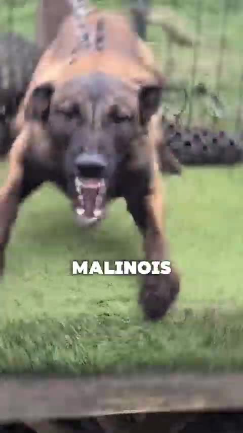 Why you should never get a Belgian Malinois as your first dog!#belgianmalinois#belgianm #dog#usa