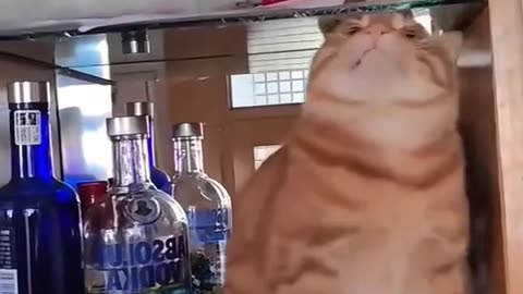 Funny Cat Video 2025😻