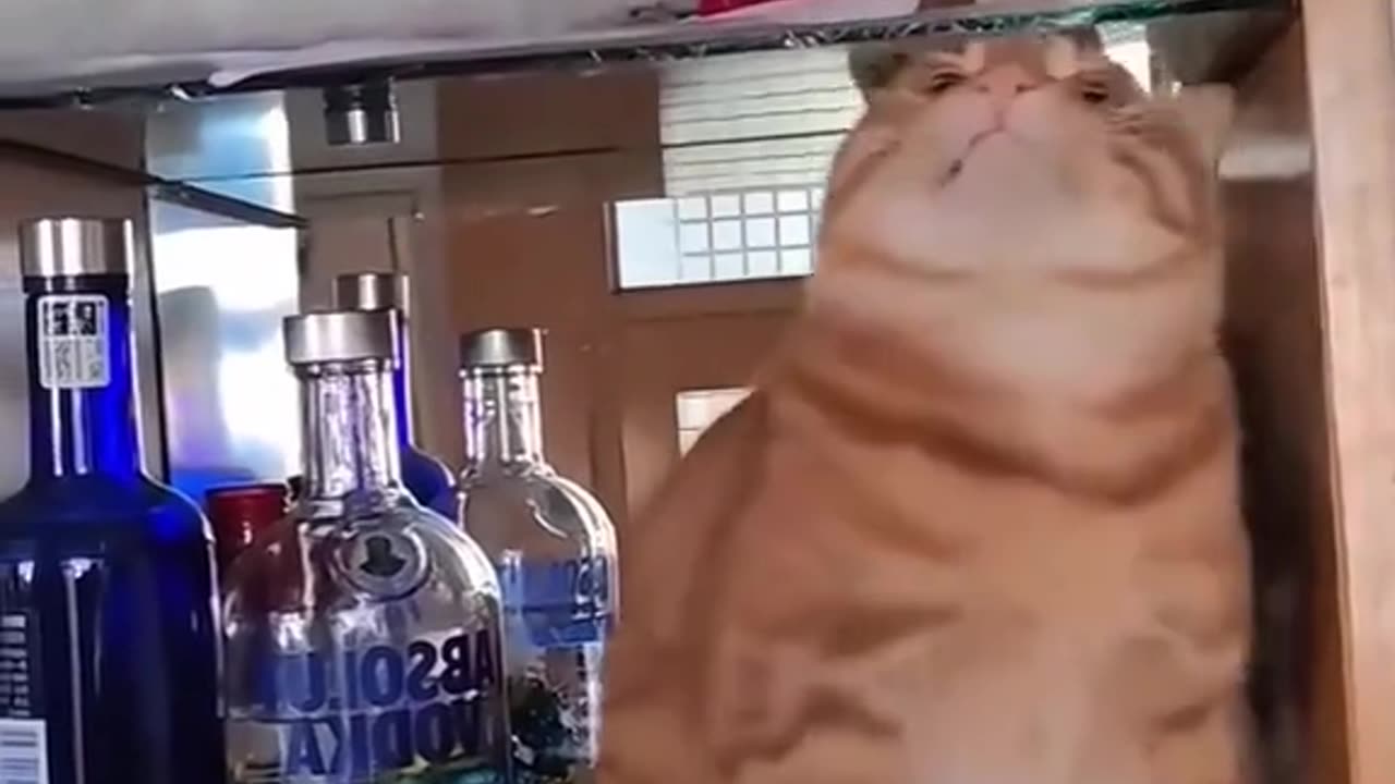 Funny Cat Video 2025😻