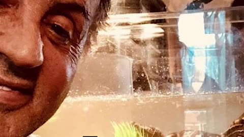 Sylvester Stallone still has the turtles from the movie Rocky! And they are over 40 yrs old !