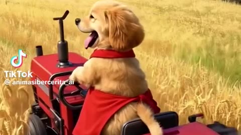Dog fanny Ai