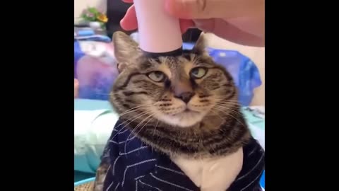 Best Animals 2 Minutes of Funny Cats