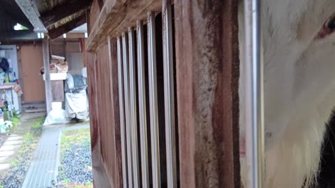 雨の日の山羊小屋にいる山羊さん