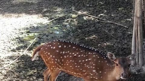 deer