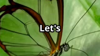 🦋✨ The Glasswing Butterfly – Nature’s Invisible Marvel! 🌿🔍