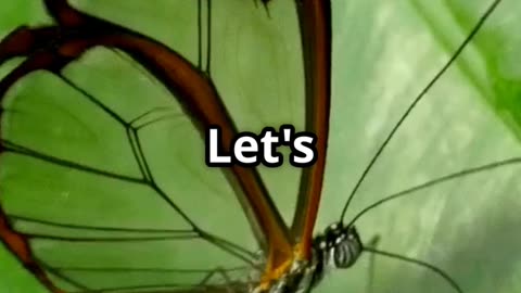 🦋✨ The Glasswing Butterfly – Nature’s Invisible Marvel! 🌿🔍