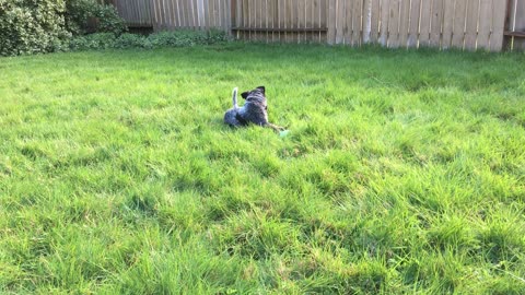 puppy combat