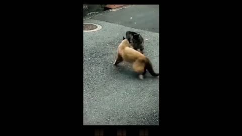 Funny animal videos 2023 - Funny cats/dogs - Funny animals Part71/Haypyy Pett