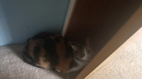 Elsie has declared today to be a lazy day and it's hard to disagree. #SparklegleamFarm #Elsie #cat