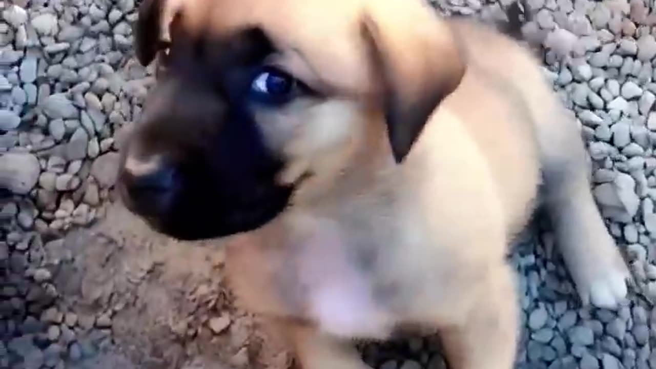 cute Anatolian shepherd puppy _puppy _dog _doglover _cutedog