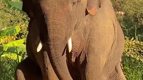 It turns out that elephants have 2 trunks