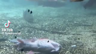 🤯🐟 What the Fish?! | FunFM