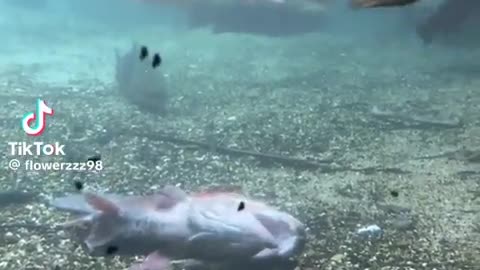 🤯🐟 What the Fish?! | FunFM