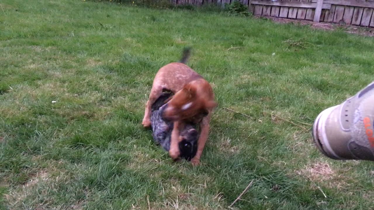 backyard Rumble 1