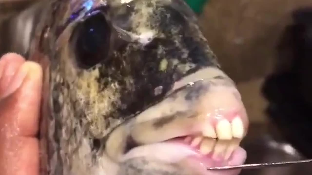 🐟🤔 Is This Fish Real or a Nightmare? | TheHauntingHour
