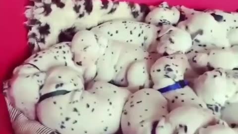 funny animals