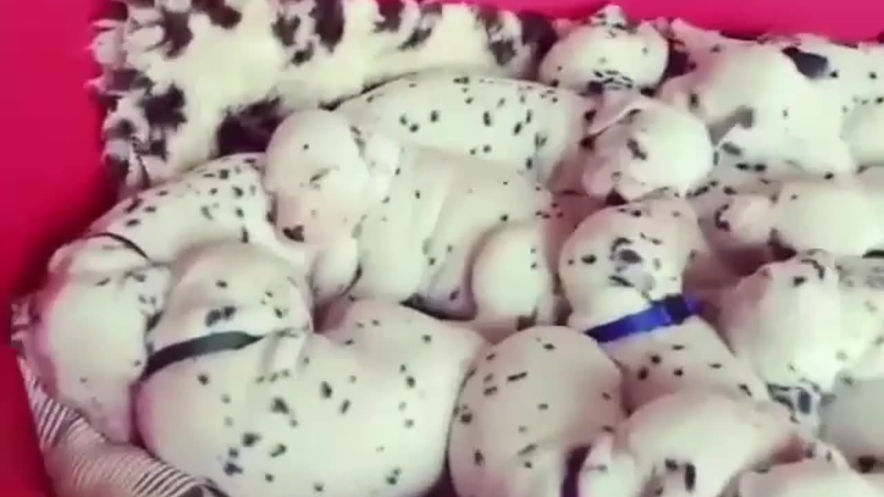 funny animals