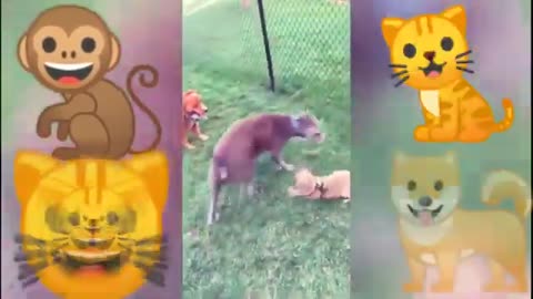 Best funny animal video