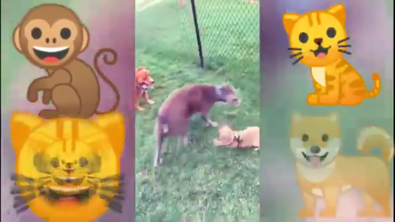 Best funny animal video