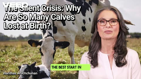 The Silent Crisis: Why Are So Many Calves Lost at Birth?