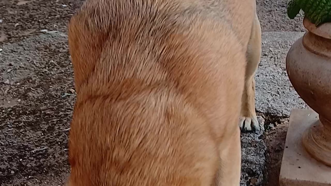 Lil1 chasing birds away .She only started to chase birds this week after 2years with them