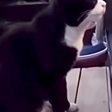 Funny animals| Cat crying for attention 😹