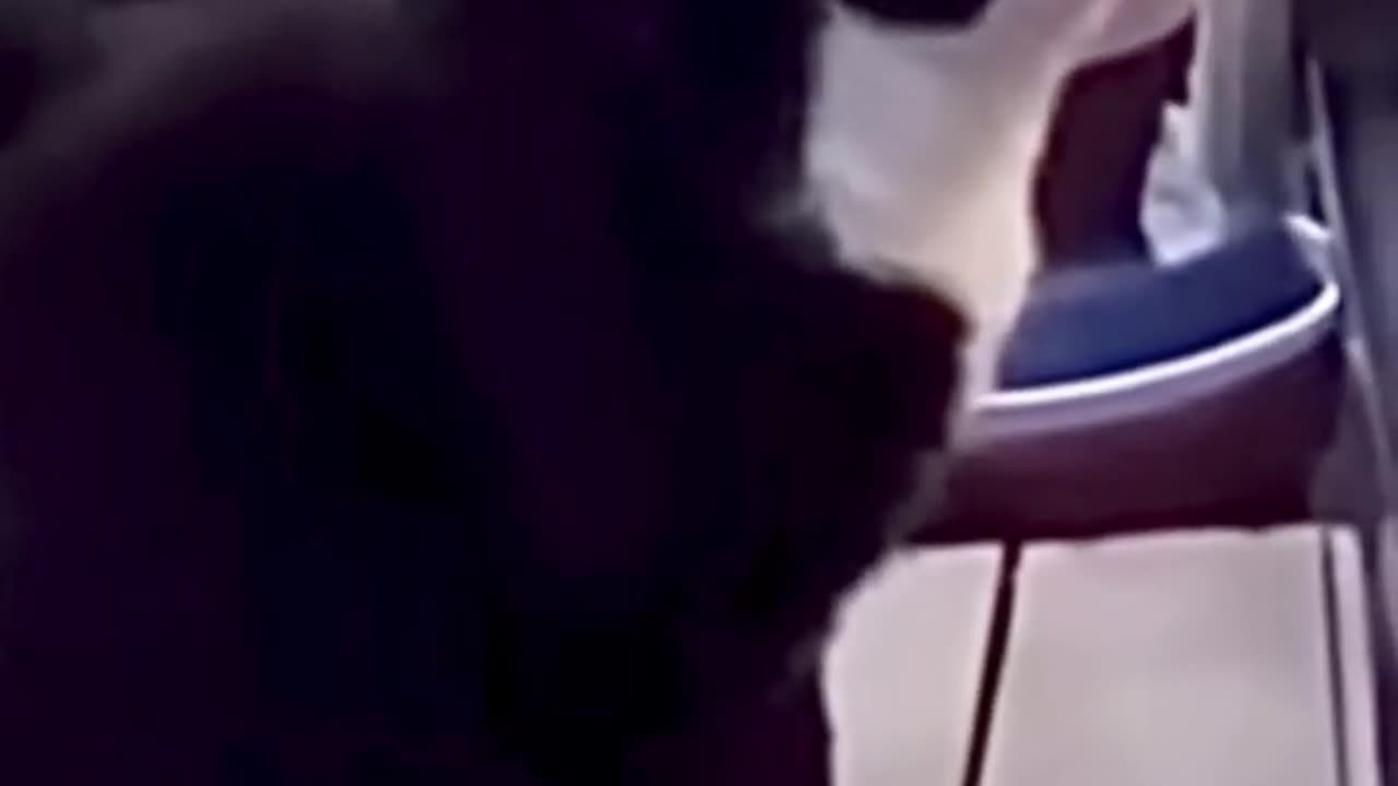 Funny animals| Cat crying for attention 😹