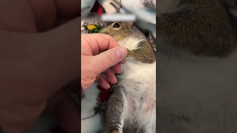 Squirrel found a man to feed her and they became friends
