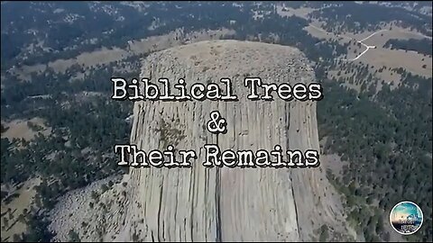 Biblical Trees And Their Remains