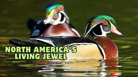 The Wood Duck: Facts, Habitat, and Why It's North America's Most Colorful Waterfowl