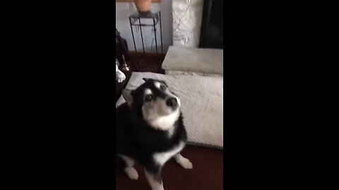 funny dogs compilation