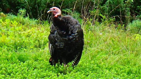 Wild Turkey