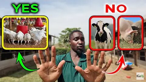 Chickens will Make You More Money than cattle and Pigs
