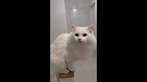 Cutest Cats Ever 🐾 | Adorable Cat Compilation