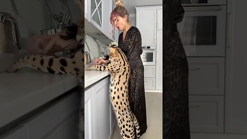 Funny Animals Compilation #funnyanimals #animalsfunny #pets #shorts