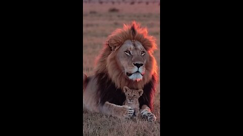 📹 LION 🦁