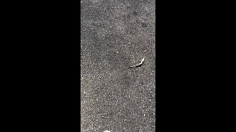 Shit U See In The Walmart Parking Lot In Mississippi 😳🐸