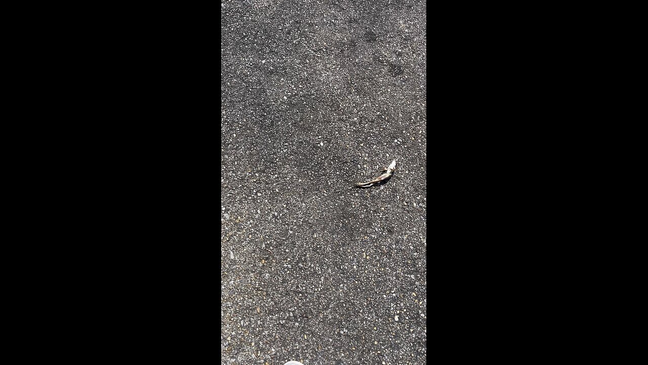 Shit U See In The Walmart Parking Lot In Mississippi 😳🐸