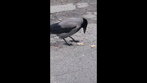 birds life
