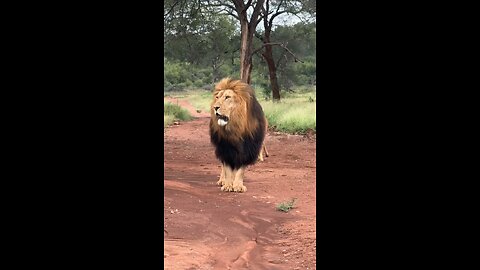 jungle king 👑