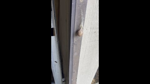 It’s A ‘NOPE’ Sack 😬🚫🕷️