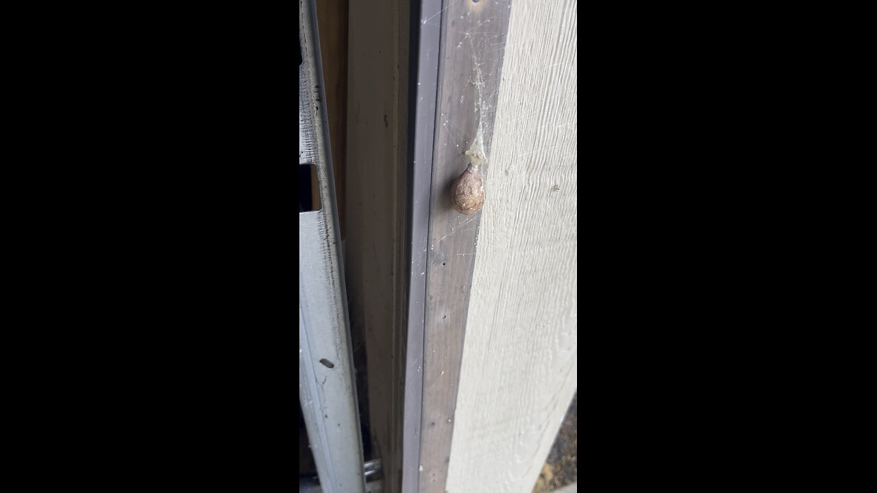 It’s A ‘NOPE’ Sack 😬🚫🕷️