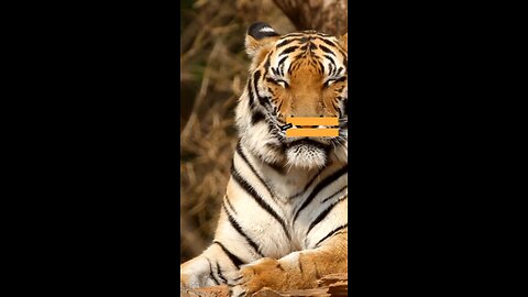 Facts About Tigers!